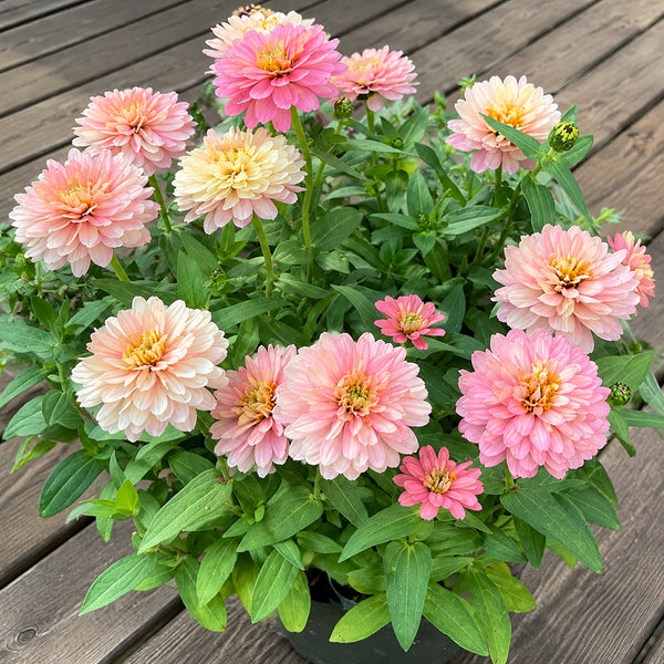 W1336 Double Zahara Salmon Zinnia, 5 Seeds
