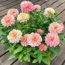 W1336 Double Zahara Salmon Zinnia, 5 Seeds