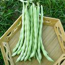 Huajun No.12 Kidney Bean Seeds, 10g