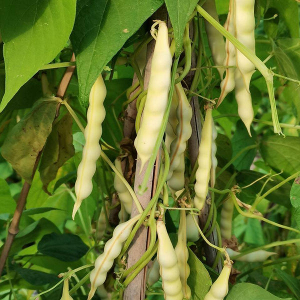 'Rabbit's White Eye' Oil Bean, 50 Seeds