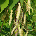 'Rabbit's White Eye' Oil Bean, 50 Seeds