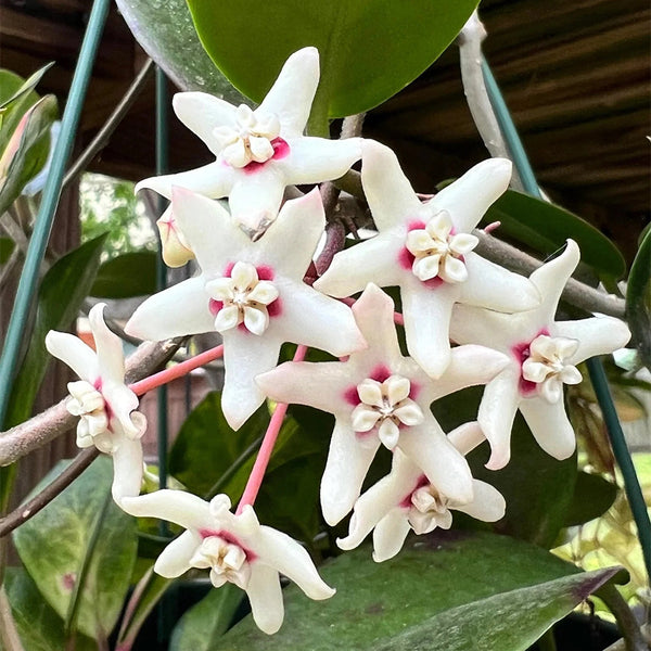 Hoya australis, 5 Cuttings