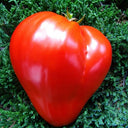 715 Croatian Heart of Samobor Tomato, 5 Seeds