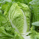 'Jiaoshu Autumn-King' Chinese Cabbage Seeds, 10g