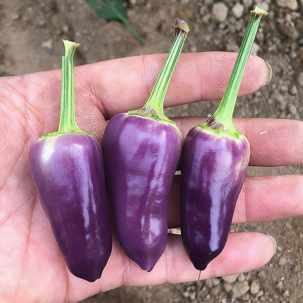 Purple Tower Facing-Heaven Pepper Seeds, 0.2g