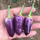 Purple Tower Facing-Heaven Pepper Seeds, 0.2g