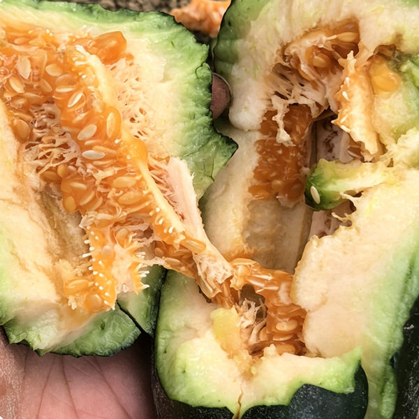 Little Darling Melon, 20 Seeds