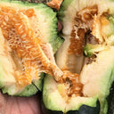 Little Darling Melon, 20 Seeds