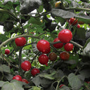 Pink Peach Tomato, 20 Seeds