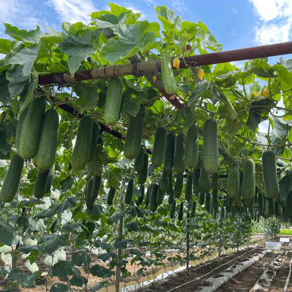 Baoli F1 Hybrid Hairy Gourd, 50 Seeds