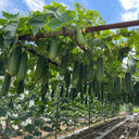 Baoli F1 Hybrid Hairy Gourd, 50 Seeds
