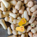 Cream Pumpkin Seeds, 10 Seeds