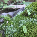 Silver Moss Seeds, 500 Seeds