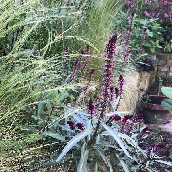 'Beaujolais' Purple Loosestrife, 10 Seeds