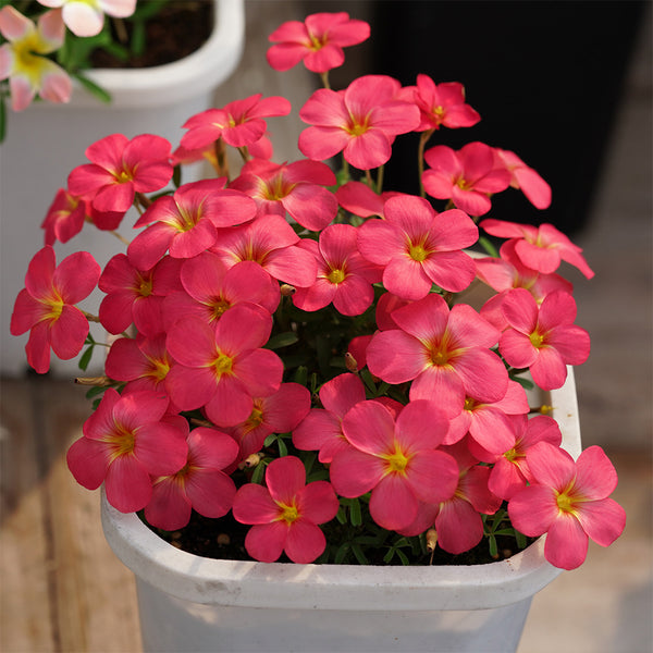 Oxalis obtusa Series Bulb - 'Grapefruit', 1 Bulb