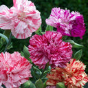 Frilly Mixed Carnation, 10 Seeds