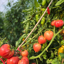 777 Strawberry Heart Tomato, 5 Seeds