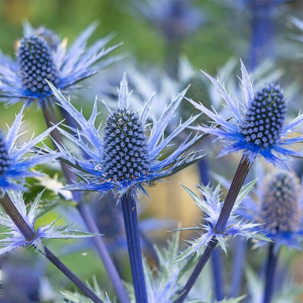 Alpine Eryngo Seeds, 100 Seeds