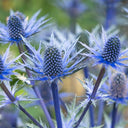 Alpine Eryngo Seeds, 100 Seeds