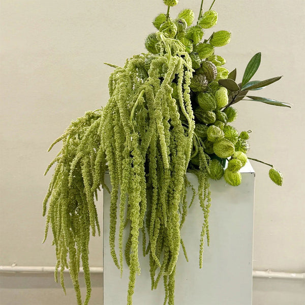 Green Love-lies-bleeding Flower Seeds, 1g