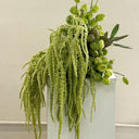 Green Love-lies-bleeding Flower Seeds, 1g