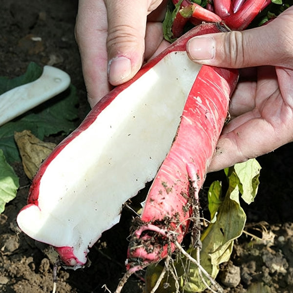 'Qishan Laobukang No.1' Water Radish Seeds, 20g