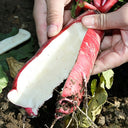 'Qishan Laobukang No.1' Water Radish Seeds, 20g