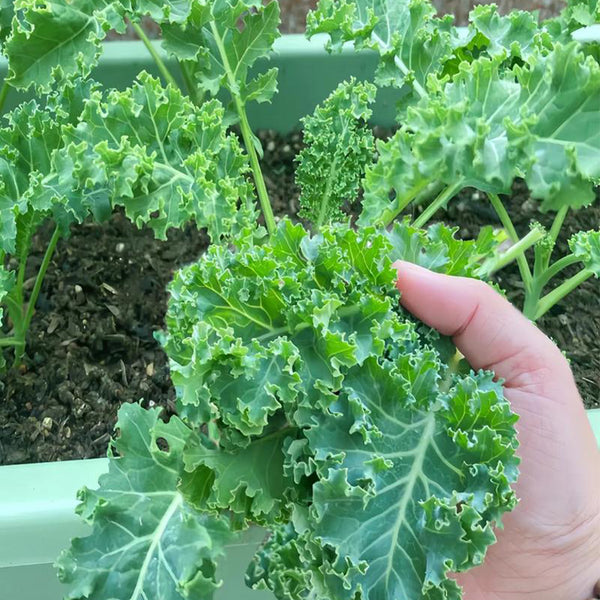 Curly kale Seeds, 10g