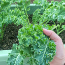 Curly kale Seeds, 10g