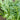 Small-Leaf Crown Daisy, 1000 Seeds