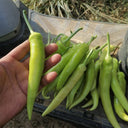 Guangxi White Jade Chili, 120 Seeds