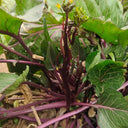 'Bright Red 65' Flowering Stalk Seeds, 5g