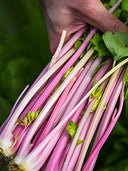 Pink Celery