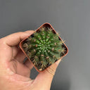 Parodia ottonis 'Pink Flower', 3-4cm