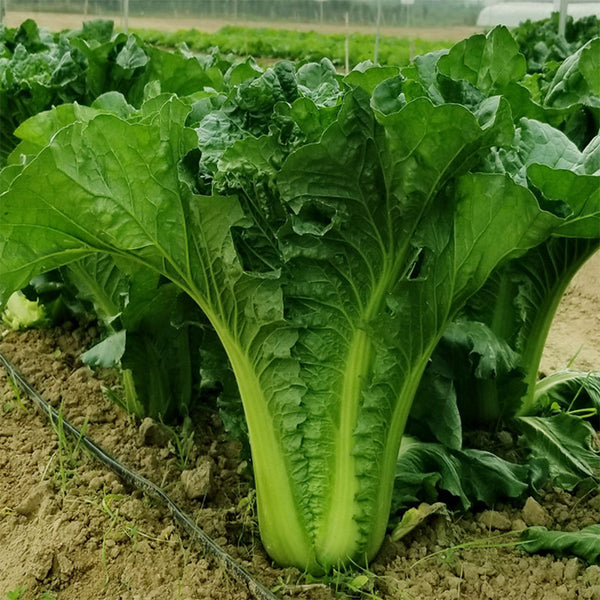 Super Green Pioneer Chinese Cabbage, 5 × 4g Bags