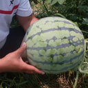 Rock Sugar Kirin No.3 Watermelon Seeds, pack of 50