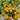 605 Eden Micro No. 5 Tomato, 5 Seeds
