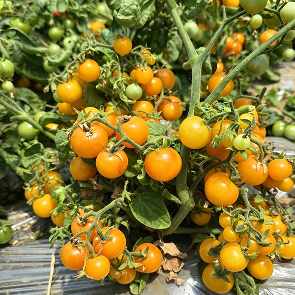 605 Eden Micro No. 5 Tomato, 5 Seeds
