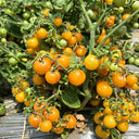 605 Eden Micro No. 5 Tomato, 5 Seeds