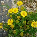 Perennial Gaillardia, 500 Seeds