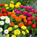 W1345 Dwarf Double Zinnia Mix, 100 Seeds
