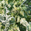 261 Dwarf Pico's Pride Tomato, 5 Seeds