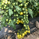 Green Jade Cherry Tomato, 10 Seeds