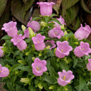 Canterbury Bells, Pink