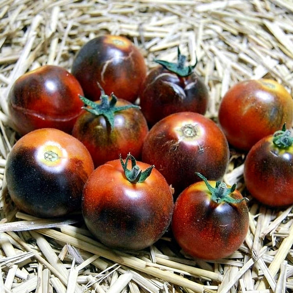 Clackamas Blueberry Indigo Tomato, 15 Seeds