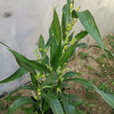 Job's Tears Seeds, 50 Seeds