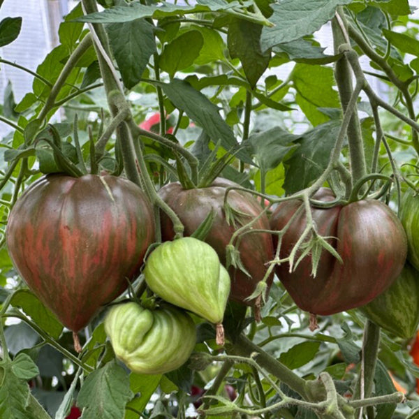 814 Purple Beauty Tomato, 5 Seeds