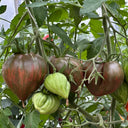 814 Purple Beauty Tomato, 5 Seeds