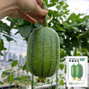 Apple Luffa Seeds, 6 Seeds
