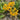 Yellow Spider Lily, 3 Bulbs